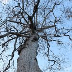 Dead Tree Removal Denver