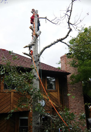 Tree Removal and Trimming Denver
