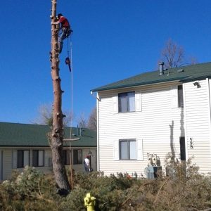 Total Tree Care Colorado