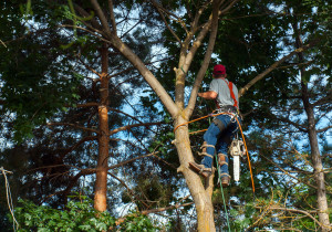 Arborist trimming a tree