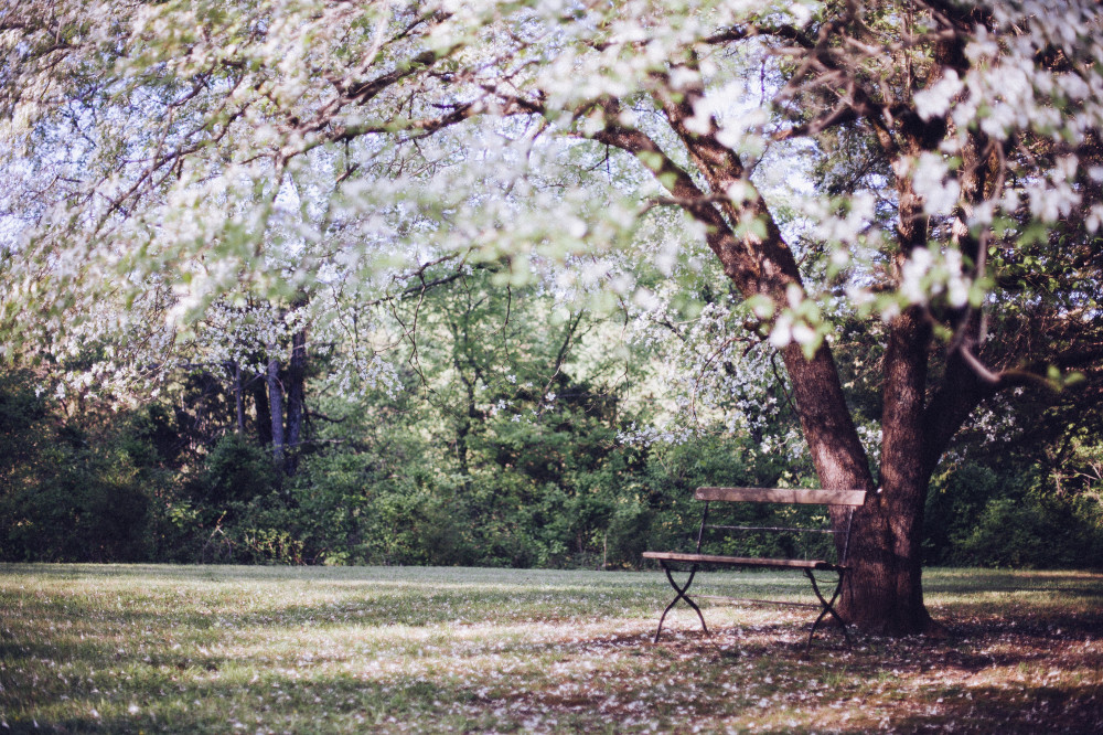 public-domain-images-free-stock-photos-tree-blossoms-bench-1-1000x666